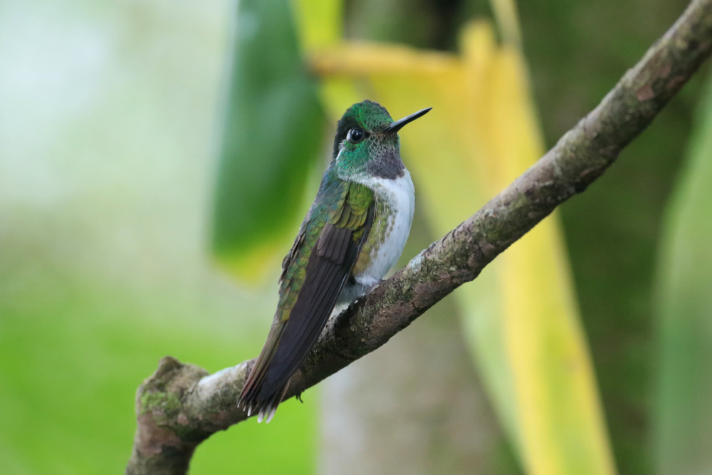 White-bellied Mountaingem